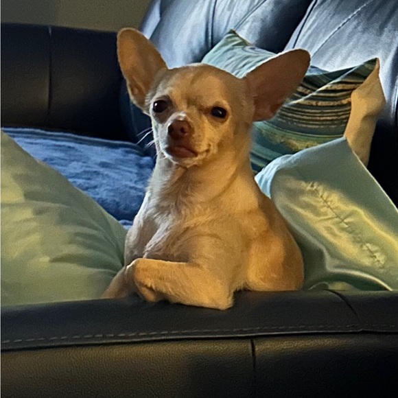 Meet your Posher, Jana & Pearl 🦋🐾💕 - Picture 5 of 7